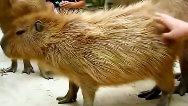 Калибара в своей красе