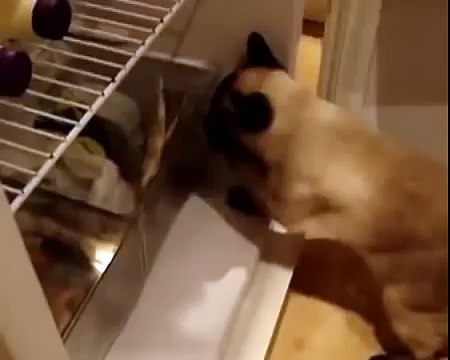 Кот ворюга тырит рыбу!