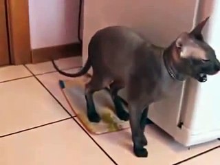 кот КАК ЧЕЛОВЕК!