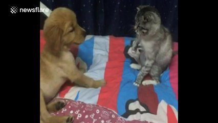 Why dogs shouldn't mess with cats