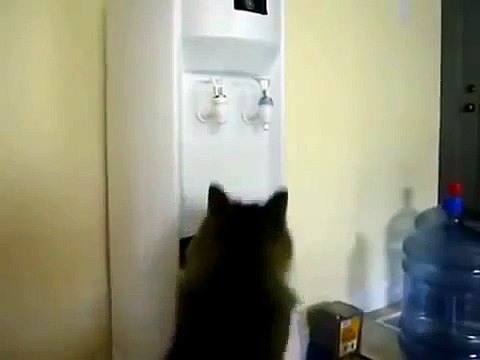 Котэ играет с краном!