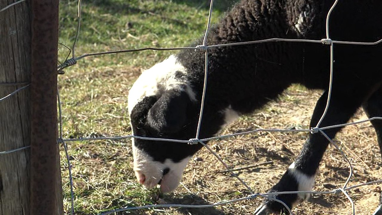 la MAÏRE et les MOUTONS