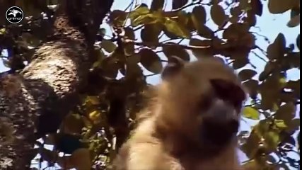 LION vs BABOON REAL FIGHT   LION ATTACK BABOON EXCLUSIVE 2016