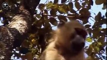 LION vs BABOON REAL FIGHT   LION ATTACK BABOON EXCLUSIVE 2016