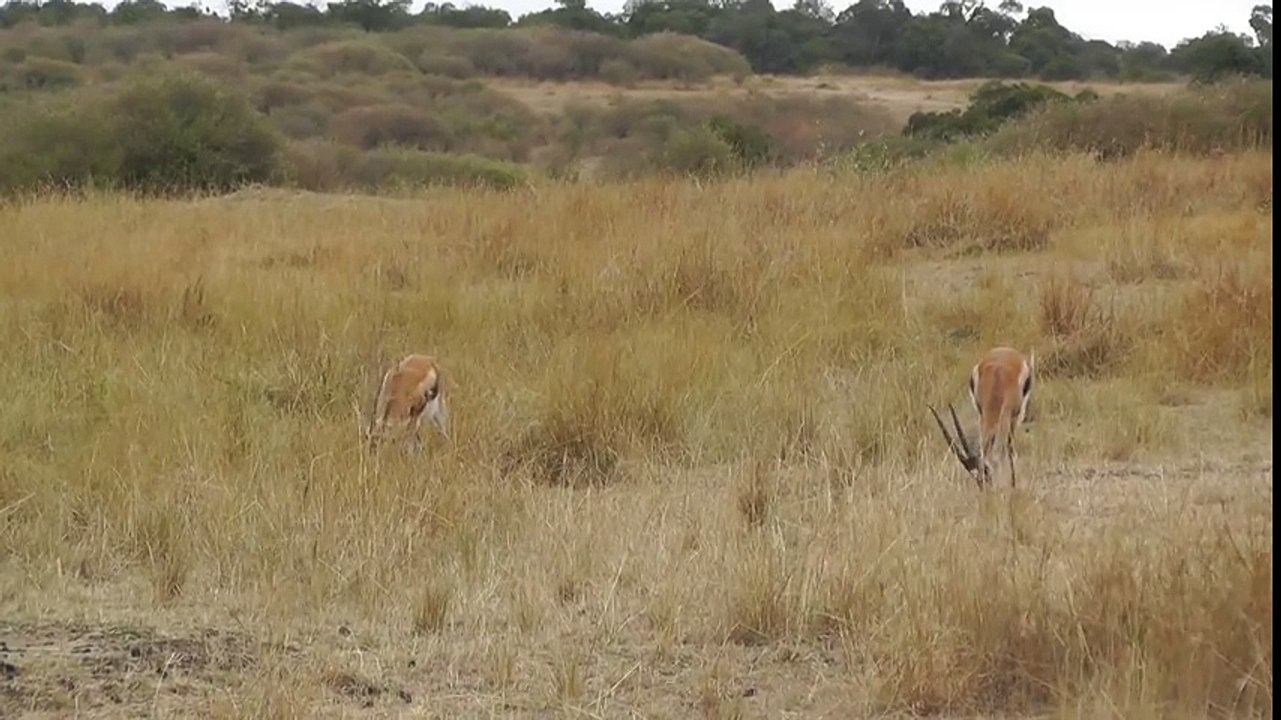 MUST SEE - Leopard Hunts And Kills Gazelle on Masai Mara Safari - in full - @SafariCamUK wild animal (1)