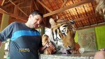 Vea la convivencia de este hombre con siete tigres en su casa
