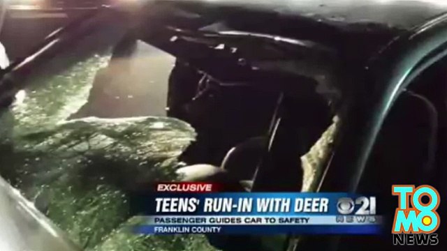 Молодую водительницу вырубил олень и спас пассажир