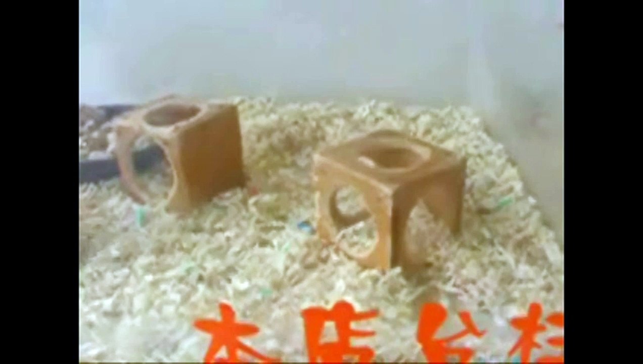 Прикол. Китайские Хомячки. Очень весело)) Посмотри! Funny. Chinese hamster. Very fun)) Look!