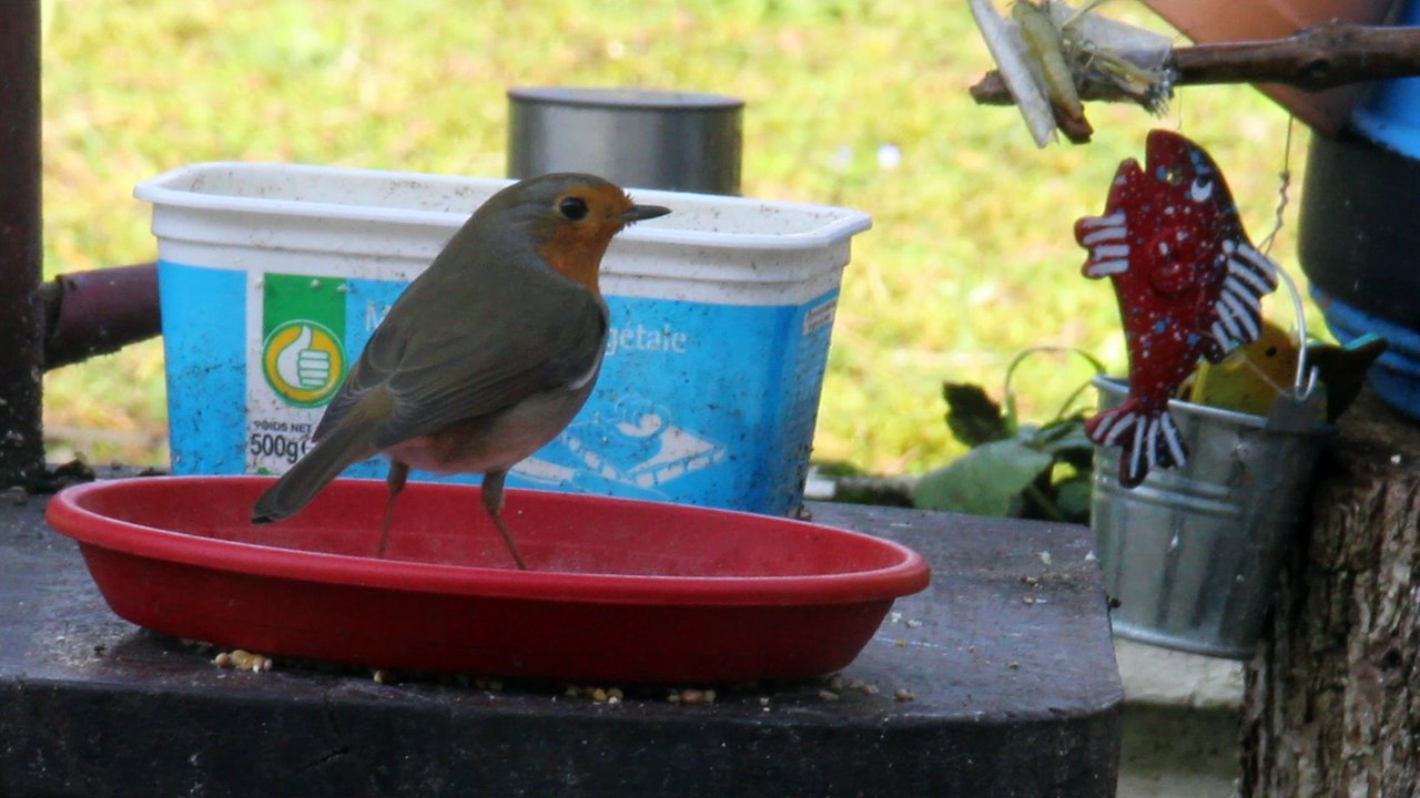 Petit rouge-gorge
