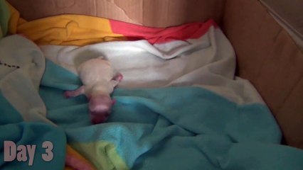 Watching a Puppy Grow - The first 14 days - Newborn Pomeranian Puppy