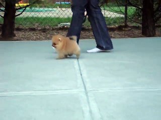 AKC Pomeranian Puppy - Benjamin at 8 weeks old