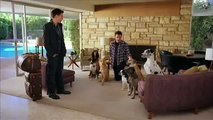 4_Bud Light - Dog Sitter - 2011 Super Bowl Commercial Ad.mp4