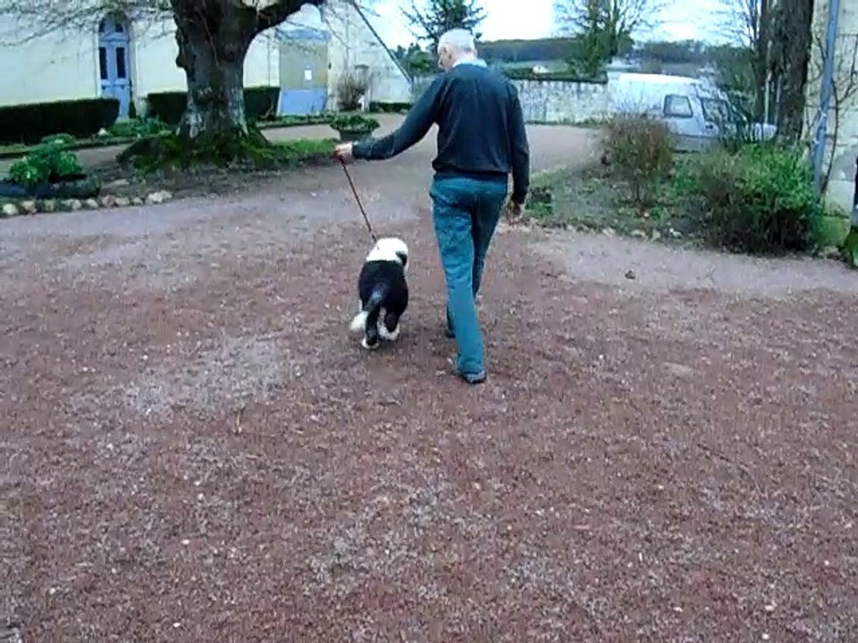 Love Amour en laisse dans la cour.