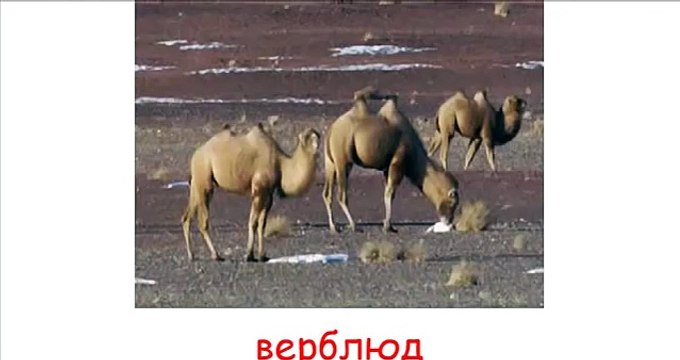 дикие животные с голосами для детей