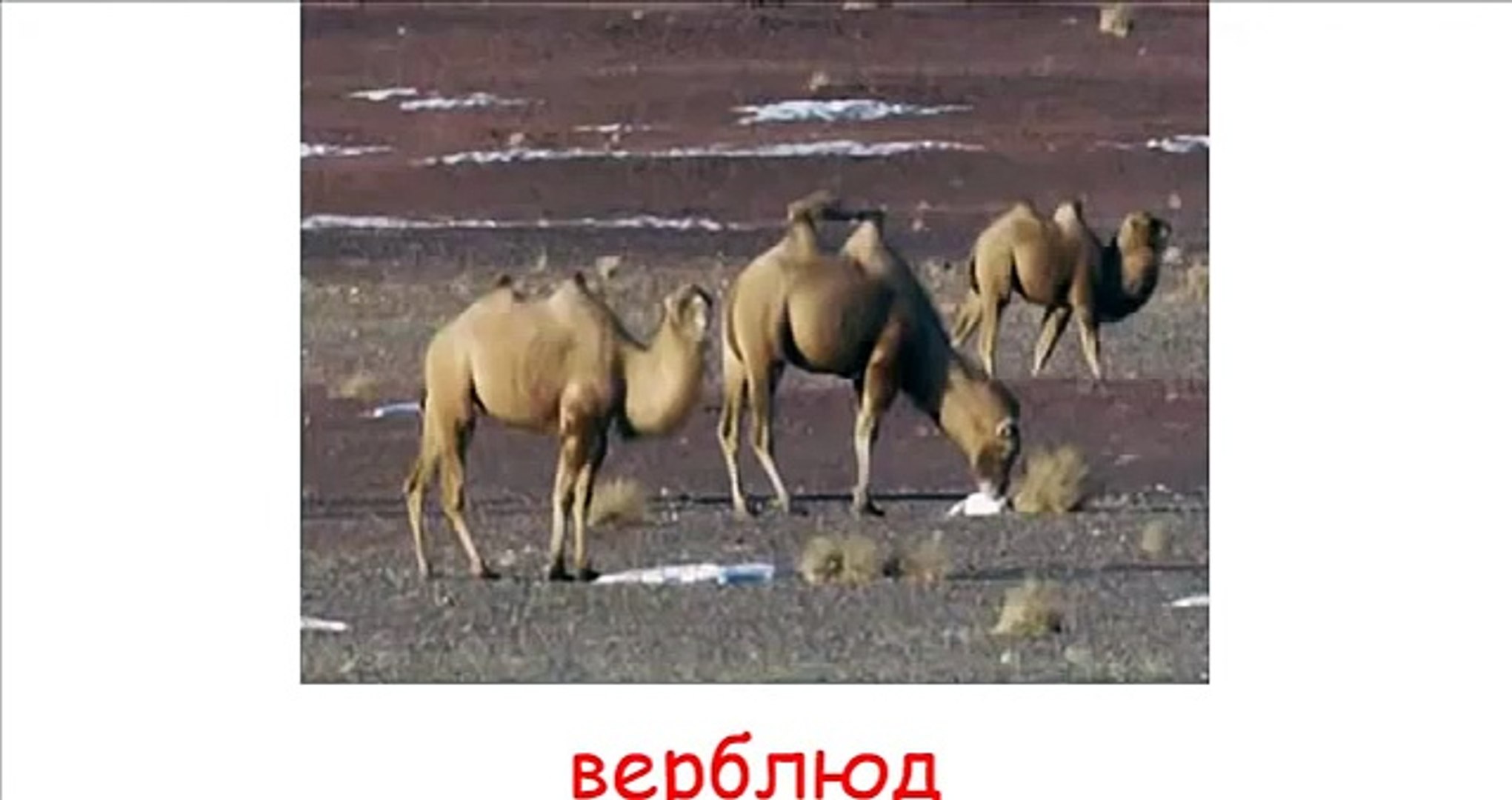 дикие животные с голосами для детей