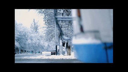 Соц реклама собака 720x576