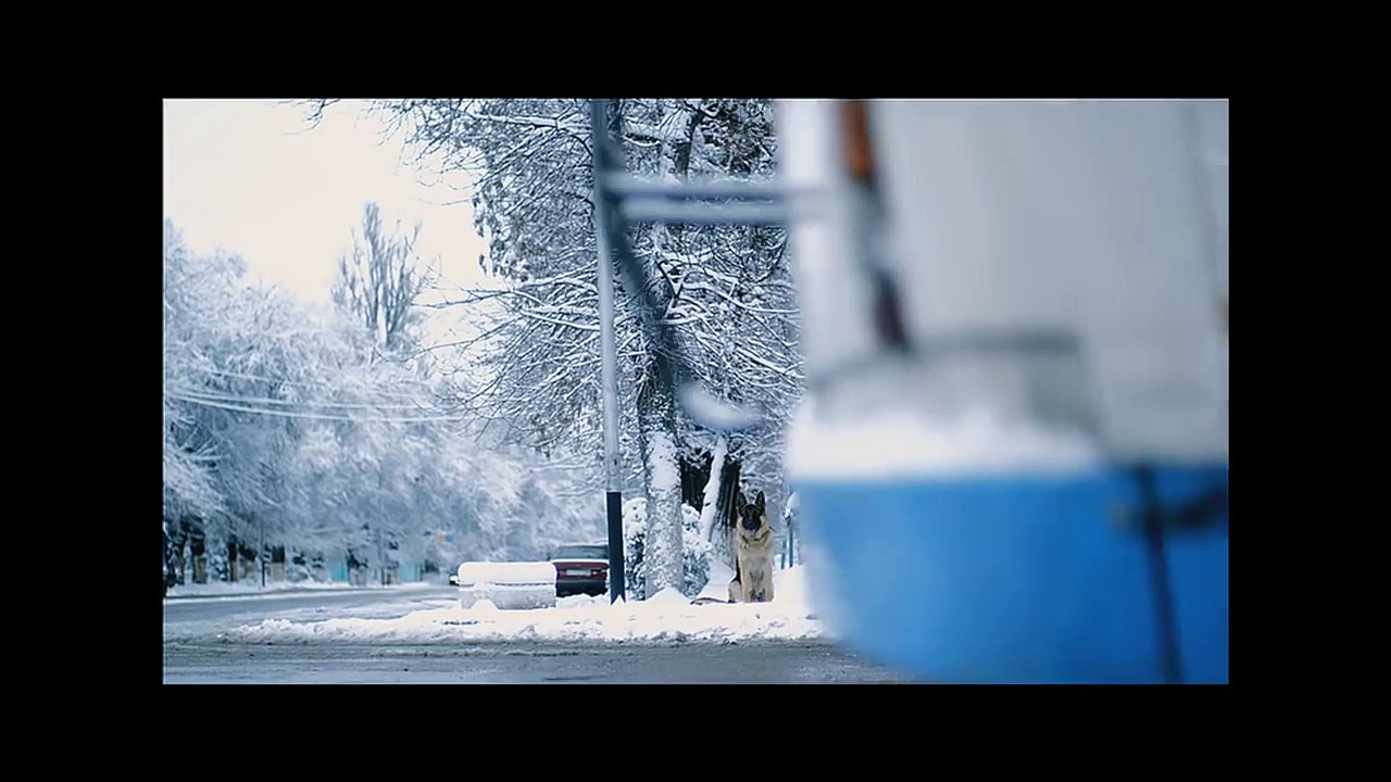 Соц реклама собака 720x576