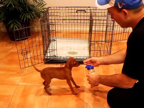 Potty Training Puppy Apartment - Official Full Video - How To Potty Train A Puppy Fast & Easy