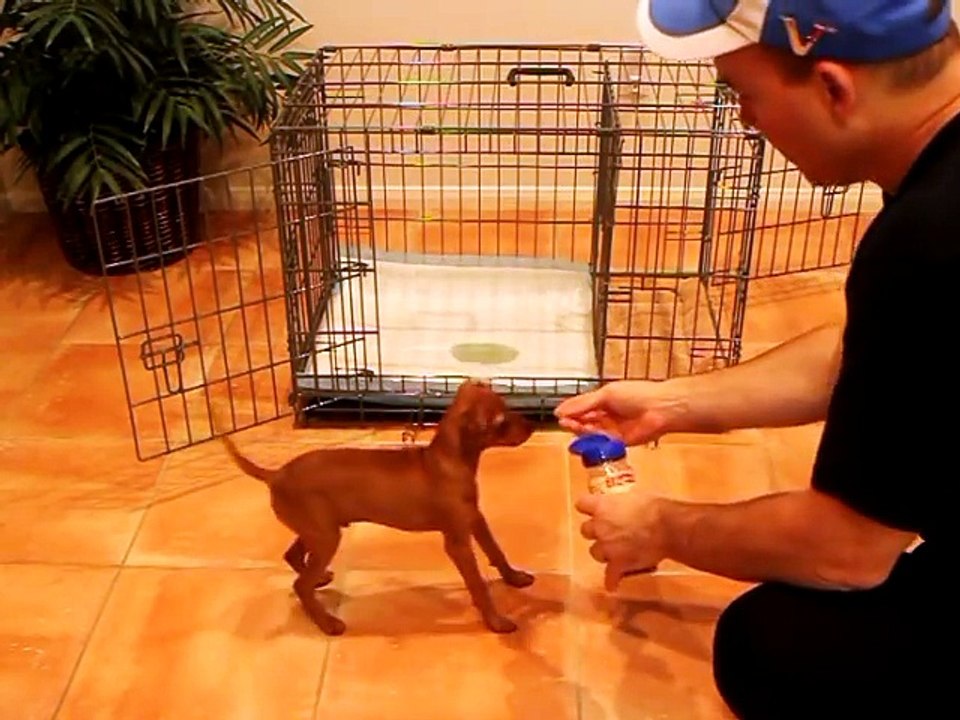 Potty Training Puppy Apartment - Official Full Video - How To Potty Train A Puppy Fast & Easy