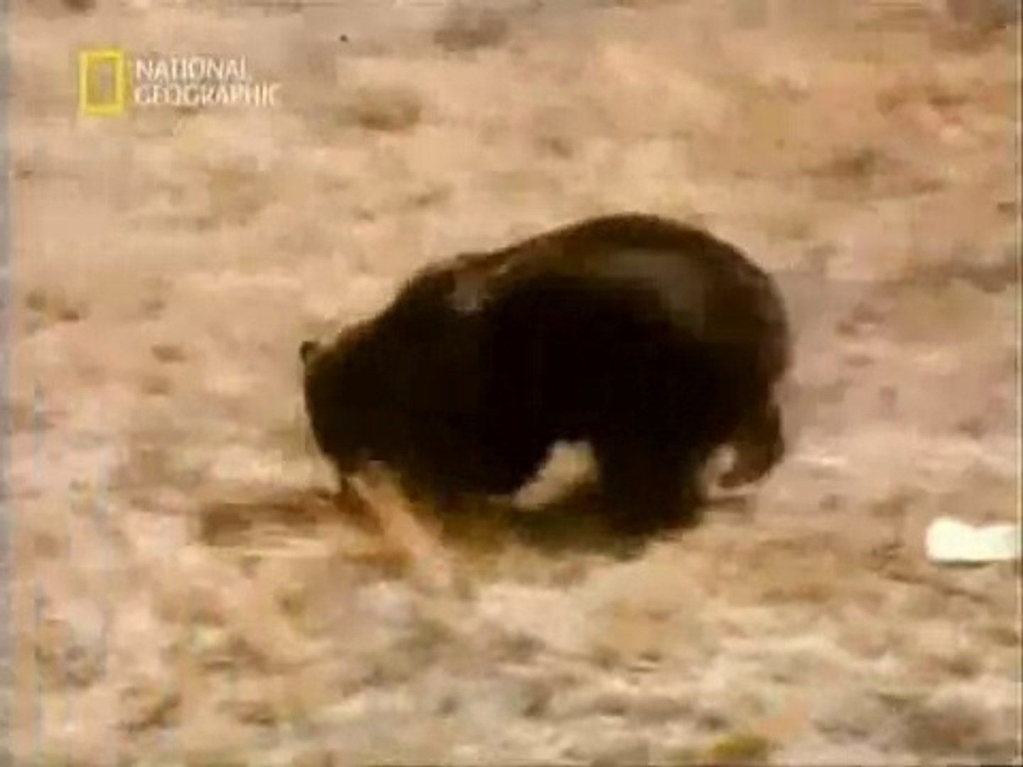 ⁣Медведь в бешенстве!