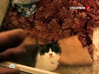 Кошка сошла с ума!