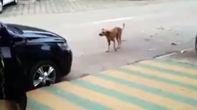 Собака танцевака из Бразилии