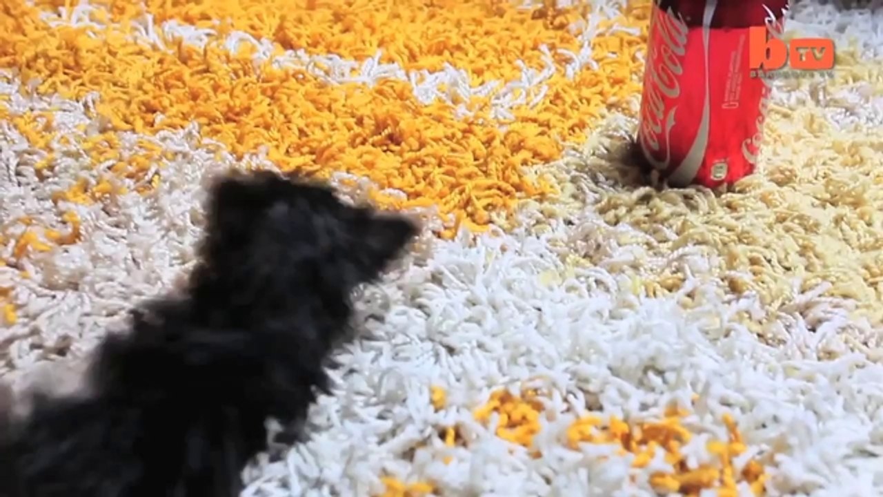 Insolite : Little Meysi,le plus petit chien du monde a la taille d'une canette de Coca Cola