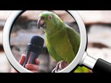 Dlaczego papugi potrafią mówić? - EUREKA