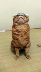 Burnunun Üzerinde Kulak Pamuğunu Dengede Tutan Akrobatik Kedi