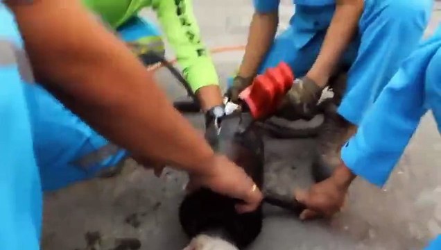 Demir Boruya Sıkışan Minik Sevimli Köpeği Kurtarma Mücadelesi