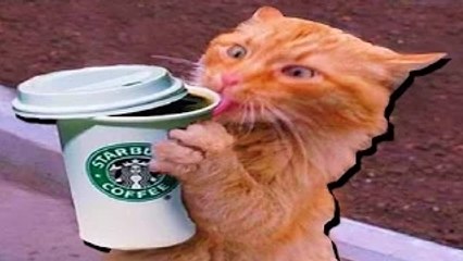 FUNNIEST CATS EVER | Funny cats compilatio feb 2016