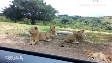 لبؤة مشاكسة؟؟!! ... الله يرحمهم