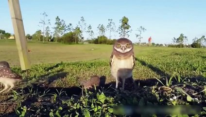 Приколы с животными_(Веселые совы)