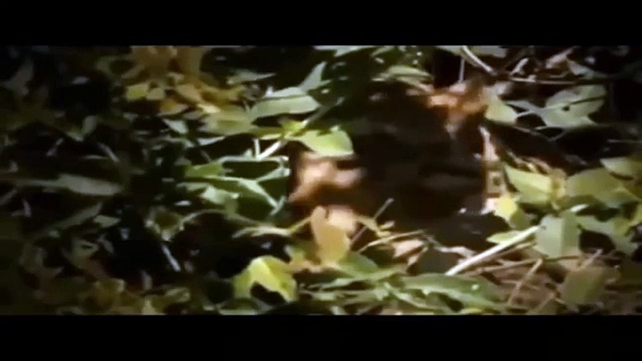 LAS 10 BATALLAS DE ANIMALES (Funny Videos 720p)