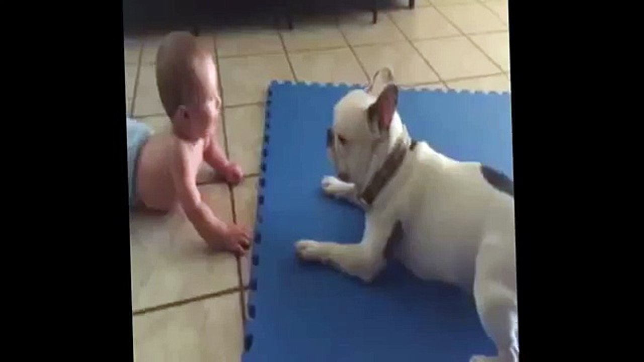 Funny Baby Videos - Baby loves to play with dogs - Funny Video (Funny Videos 720p)