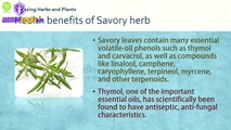Savory Amazing herb - Health Benefits of Savory herb - Benefits of Wellness