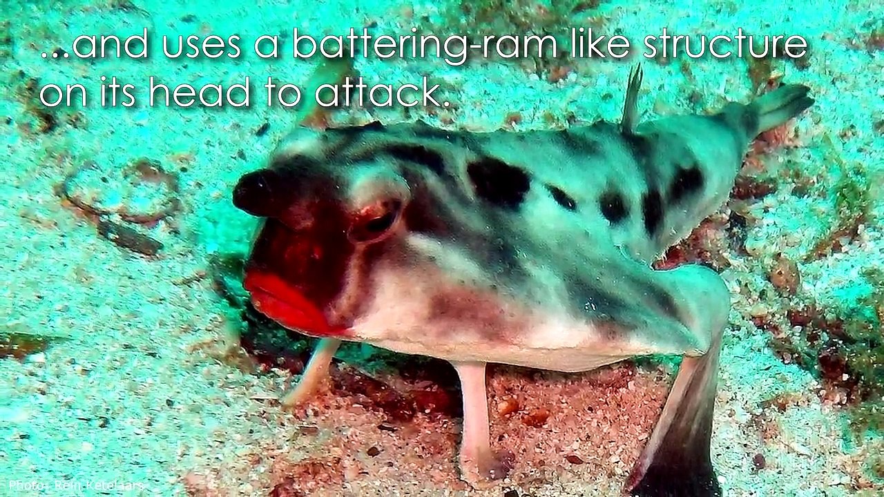 10 of the MOST AMAZING SEA CREATURES ever discovered!