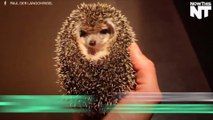 Hedgehog Adorably Eats A Mealworm