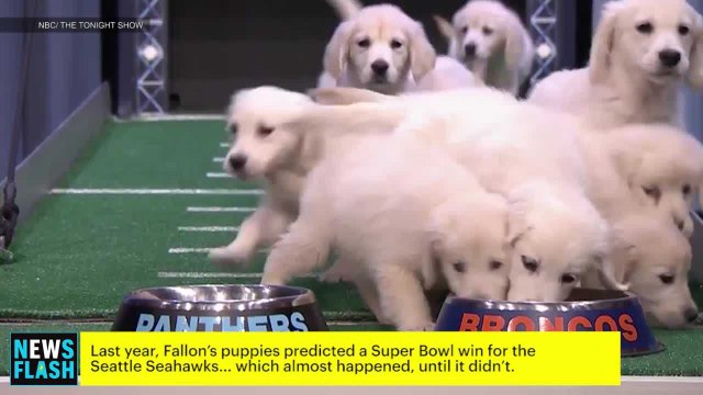 Fallon Had Puppies Predict Super Bowl 50