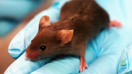 Китайский врач пересадил головы 1000 мышам