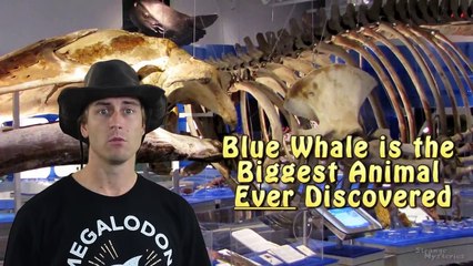BIGGEST Animal EVER Recorded in the Ocean Depths?