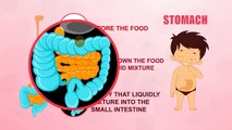 Stomach Human Body Parts Pre School Know Your Body Animated Videos For Kids