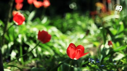 Göz merceği, gözün objektif ayarı
