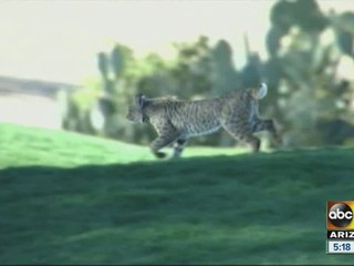 Bobcat makes appearance at Waste Management Phoenix Open