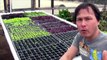 Backyard Urban Aquaponics Farm Grow 3000 Heads of Lettuce a Month