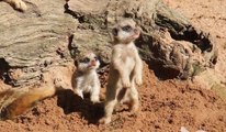 The first steps of 2 baby meerkats