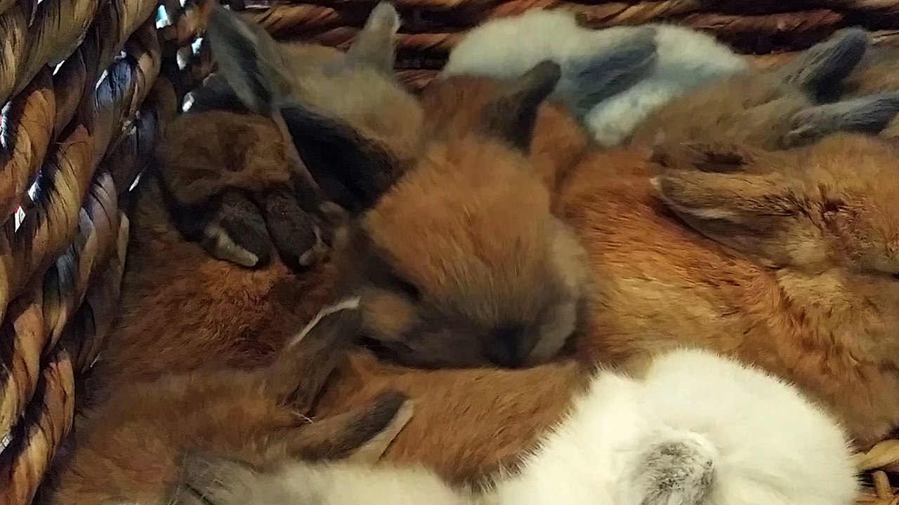 Basket full of Baby Bunnies