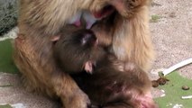 Baby Monkey.　ニホンザルの赤ちゃん2014（釧路動物園）⑰