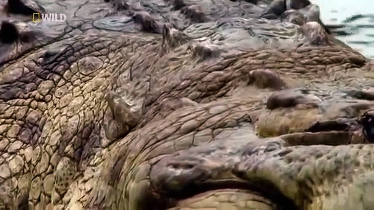 The Man Who Swims with Crocodiles