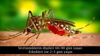 Sivrisinekler Hakkında 10 ilginç Bilgi